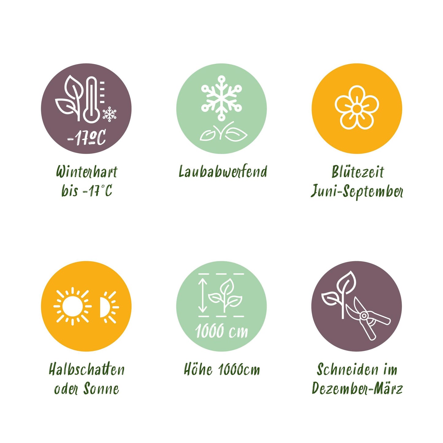Green boutiQ – Kletterrose – Rosa Red Queen – Blüte rot – pflegeleicht – 2 Pflanzen – Topf 11 cm, Höhe 40 cm