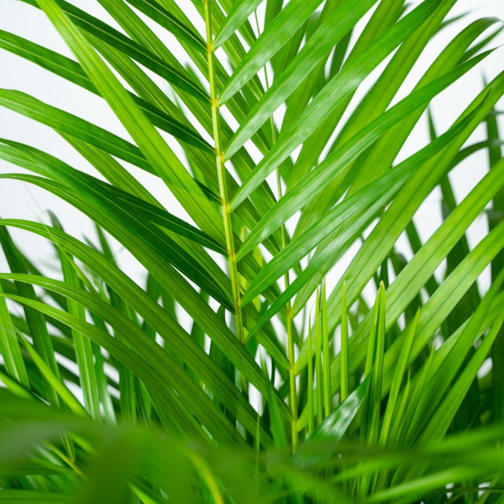 Areca mit Korb – ↨110 cm – Ø21 cm