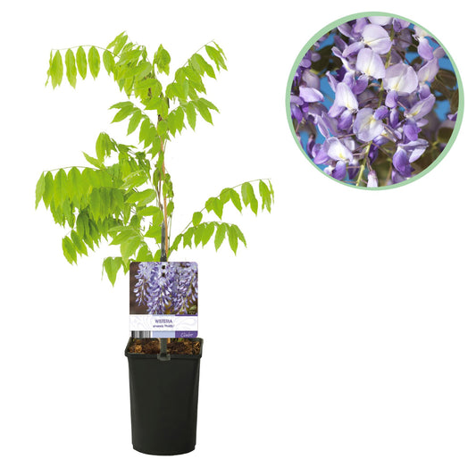 Green boutiQ – Wisteria – Wisteria floribunda Prolific – Blüte blau – 1 Pflanze – Topf 11 cm, Höhe 40 cm