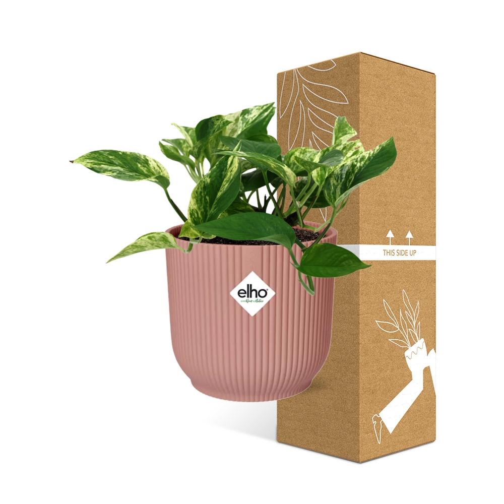 Scindapsus (Epipremnum) Marble Queen in ELHO Vibes Fold 14cm rosa