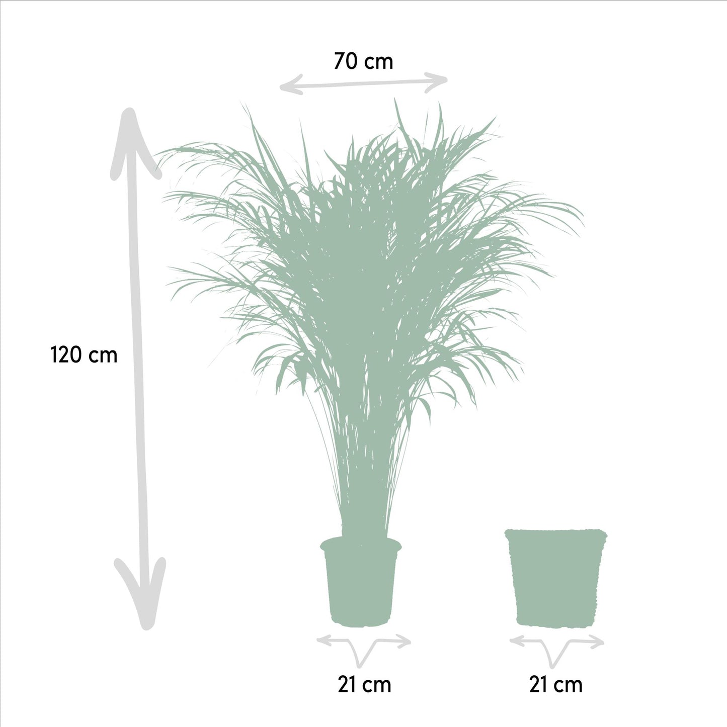 Areca mit Korb – ↨110 cm – Ø21 cm