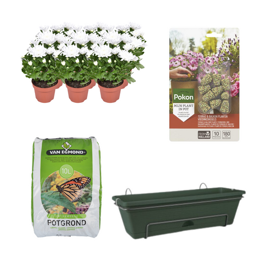 Balkonbak Groen DIY-set - Chrysanthemum Brave