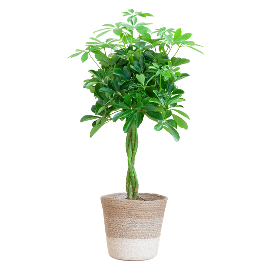 Schefflera Arab Nora mit Korb Lissabon weiß - 70cm - Ø21