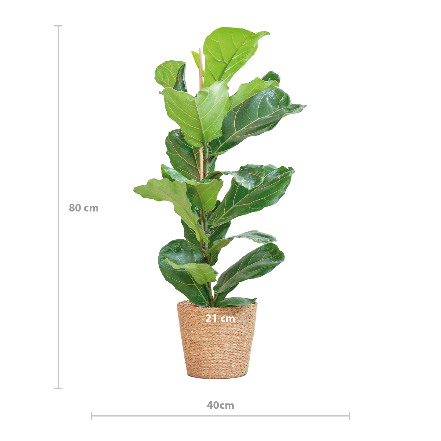 Ficus Lyrata mit Korb Sofia natur - 80cm - Ø21