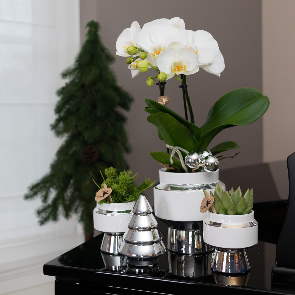 Kolibri-Startseite | Le Chic Blumentopf – Weißer dekorativer Keramiktopf mit silbernen Details – Ø6 cm