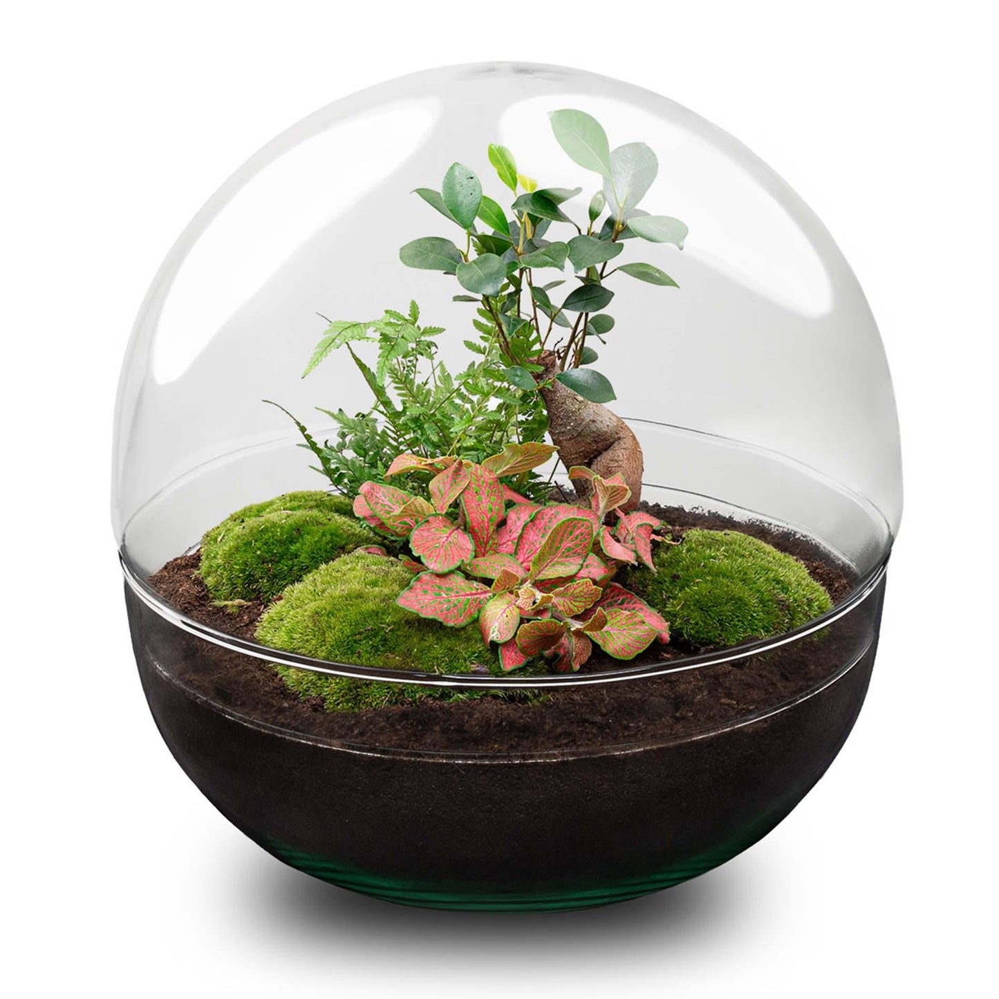 DIY terrarium - Dome XL - Ficus Ginseng Bonsai - ↕ 30 cm - Normal