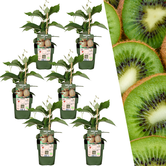 6 x Bio Kiwipflanzen - Ø 13 cm - ↨ 20 cm