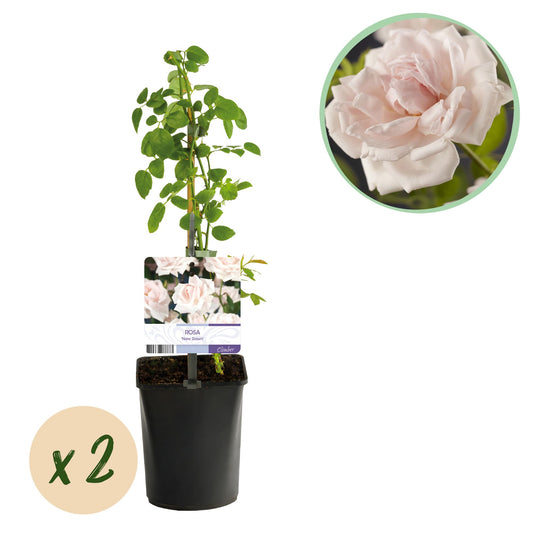 Green boutiQ - Kletterrose - Rosa New Dawn - Blüte Hellrosa - Pflegeleicht - 2 Pflanzen - Topf 11cm Höhe 40cm