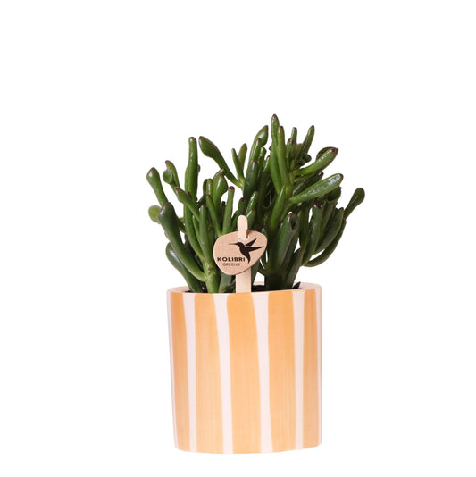 Kolibri-Grüns | Sukkulente Crassula Hobbit + Painted Stripe Topf orange – Topfgröße Ø9cm | blühende Zimmerpflanze – frisch vom Züchter