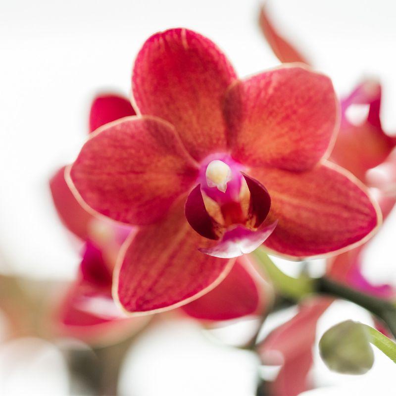 Kolibri-Orchideen | rote Phalaenopsis-Orchidee - Kongo + Diabolo Travertin - Topfgröße Ø9cm | blühende Zimmerpflanze – frisch vom Züchter