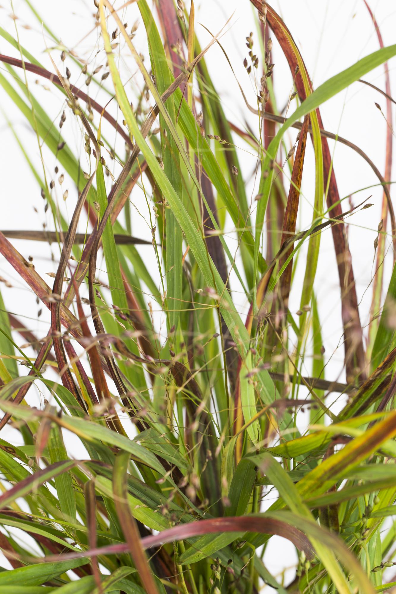Panicum virgatum Cheyenne Sky - Ø23cm - ↕60cm - Ø19 - ↨50cm