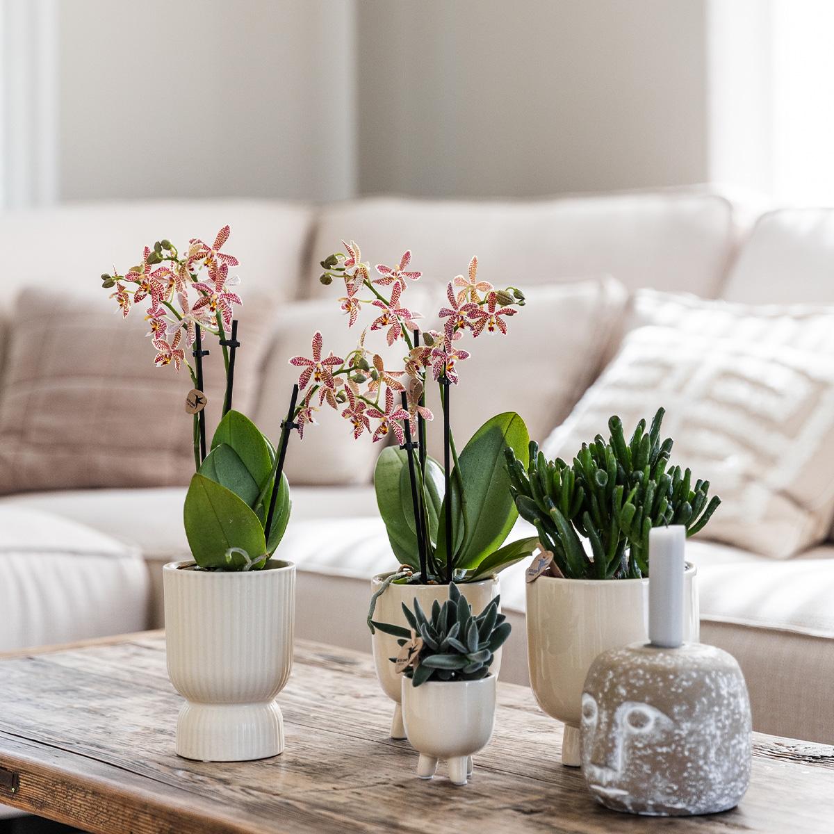 Kolibri-Orchideen | Rote Phalaenopsis-Orchidee – Kongo + Gummitopf Travertin – Topfgröße Ø9cm | blühende Zimmerpflanze im Blumentopf – frisch vom Züchter