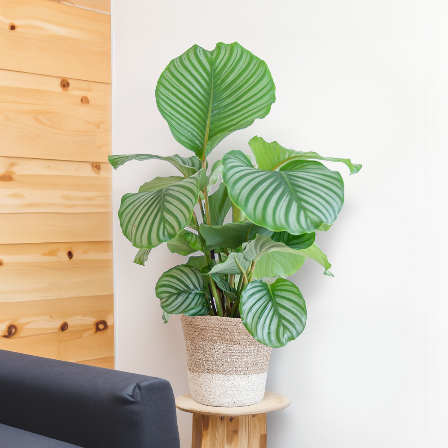 Calathea Orbifolia mit Lissabon-Korb weiß – 65 cm – Ø19