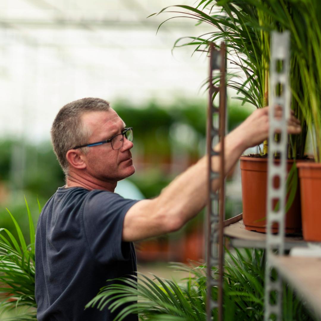 Areca mit Korb – ↨110 cm – Ø21 cm
