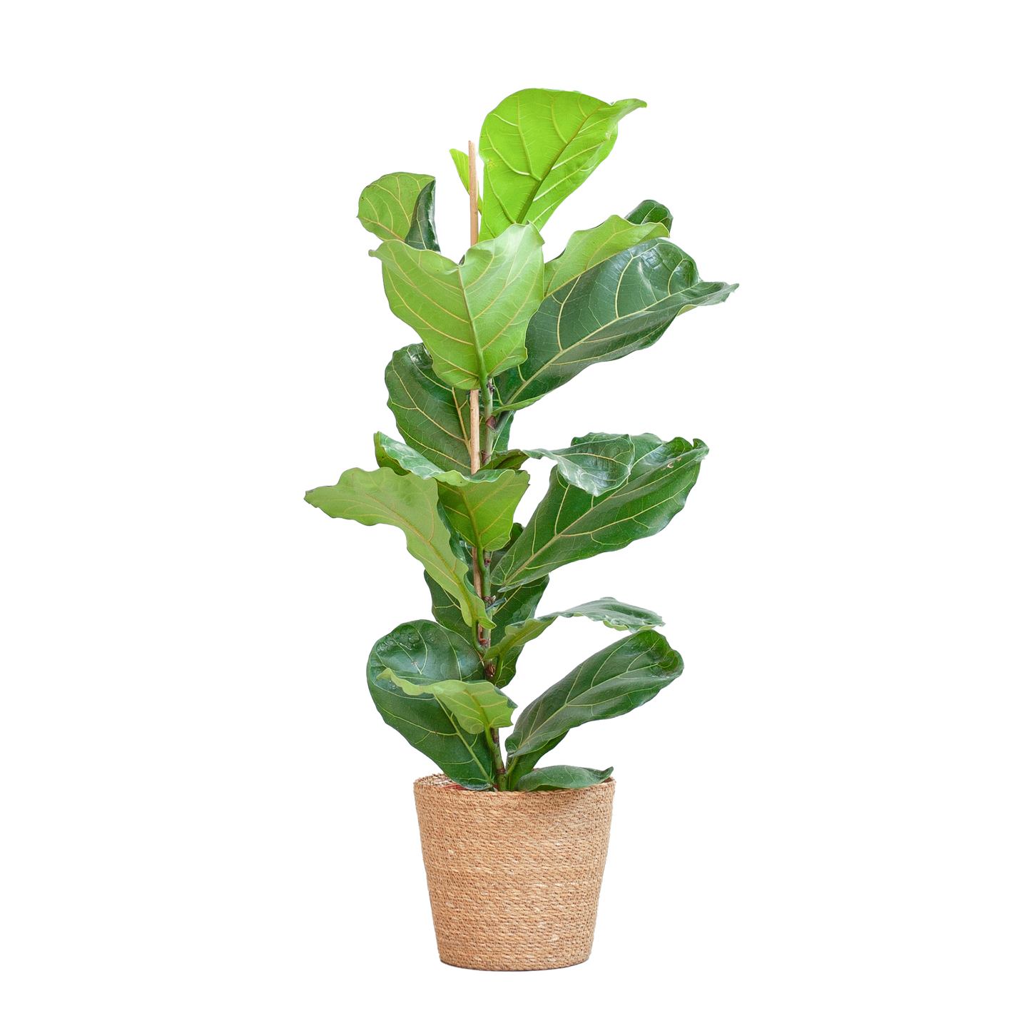 Ficus Lyrata mit Korb Sofia natur - 80cm - Ø21