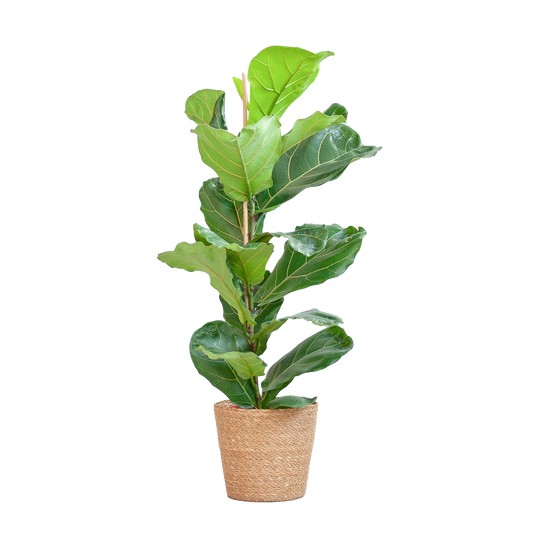 Ficus Lyrata mit Korb Sofia natur - 80cm - Ø21