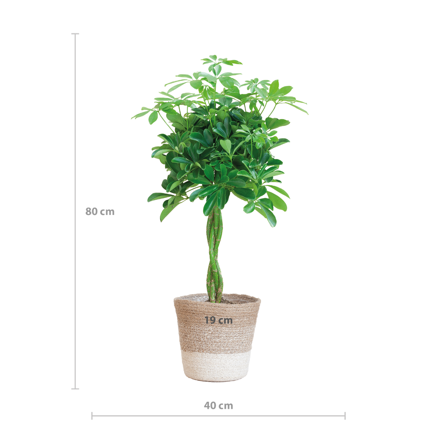 Schefflera Arab Nora mit Korb Lissabon weiß - 70cm - Ø21