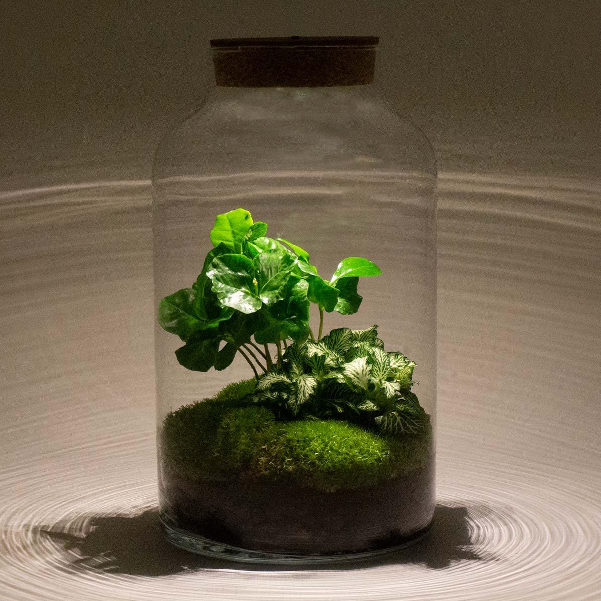 DIY-Terrarium - Milky Coffea mit Lampe - ↕ 31 cm - Harke + Schaufel