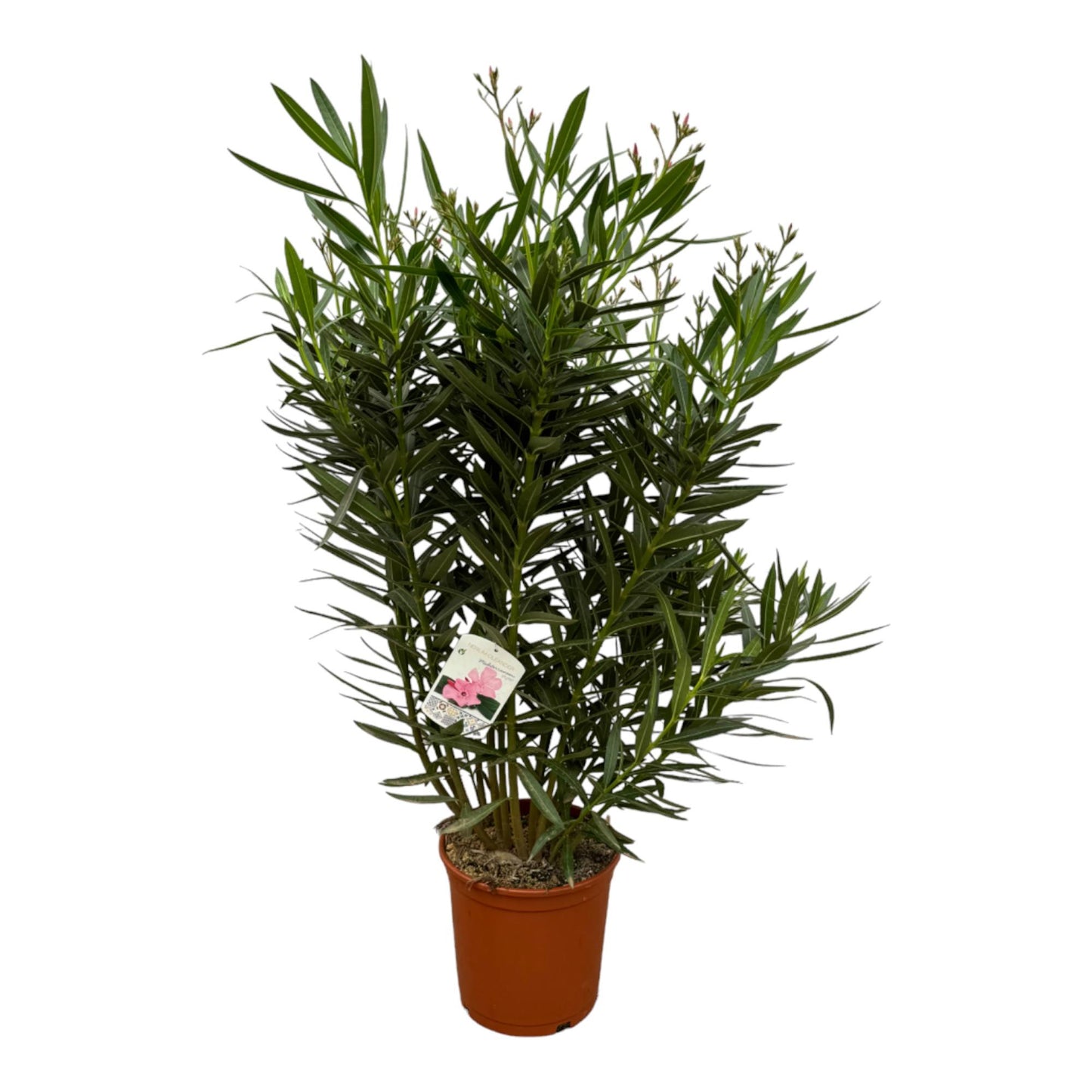 Nerium Oleanderstrauch mit weißer Blüte – 160 cm – Ø30 cm