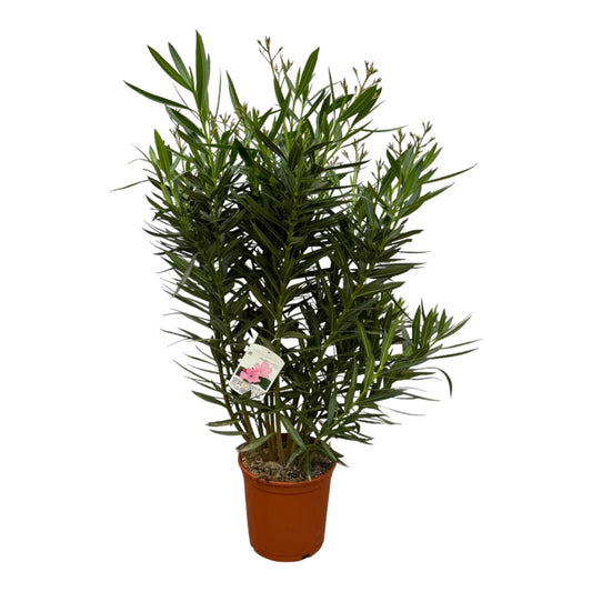 Nerium Oleanderstrauch mit weißer Blüte – 160 cm – Ø30 cm