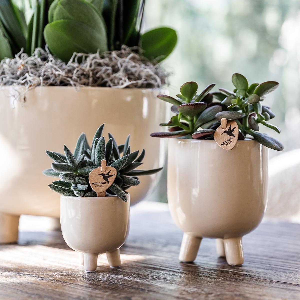 Kolibri-Orchideen | Rote Phalaenopsis-Orchidee – Kongo + Gummitopf Travertin – Topfgröße Ø9cm | blühende Zimmerpflanze im Blumentopf – frisch vom Züchter