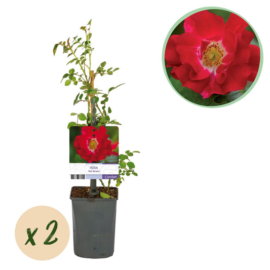 Green boutiQ – Kletterrose – Rosa Red Queen – Blüte rot – pflegeleicht – 2 Pflanzen – Topf 11 cm, Höhe 40 cm