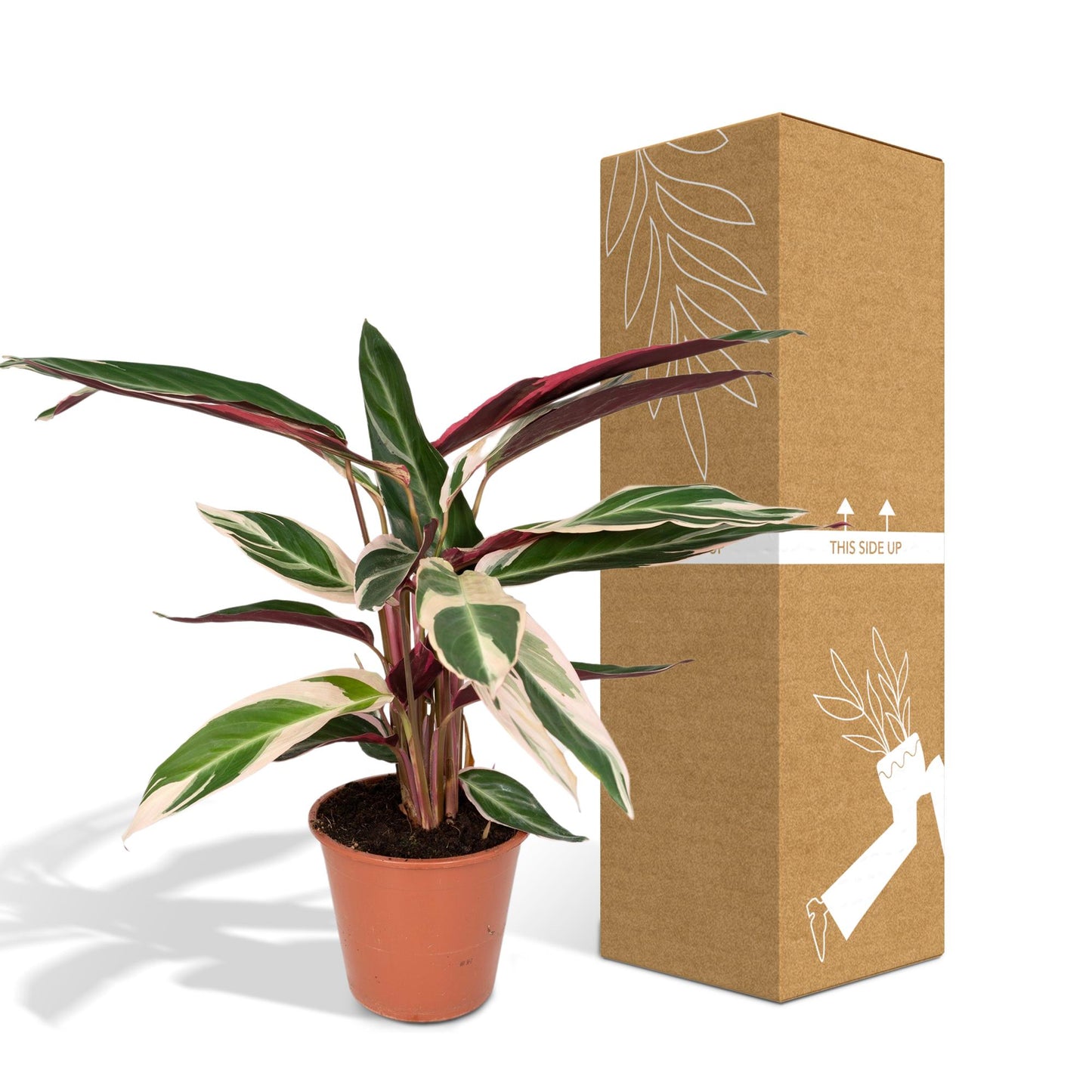 Calathea Triostar - Pfauenpflanze - Ø19cm - ↕70cm