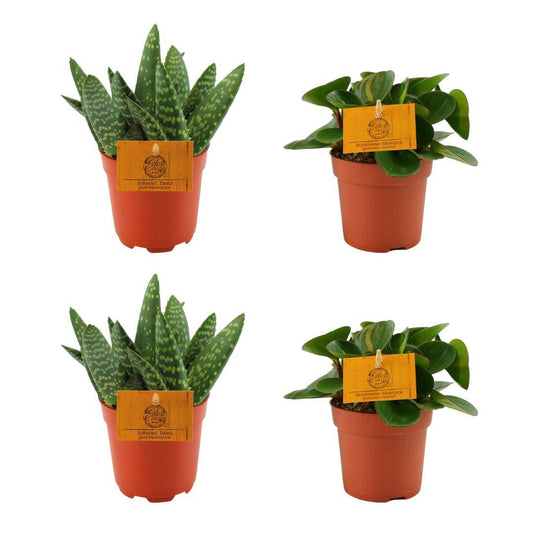 2x Aloe Paradisicum + 2x Peperomia Obtipan Green - 4 Stück - Ø10,5cm - ↕10cm
