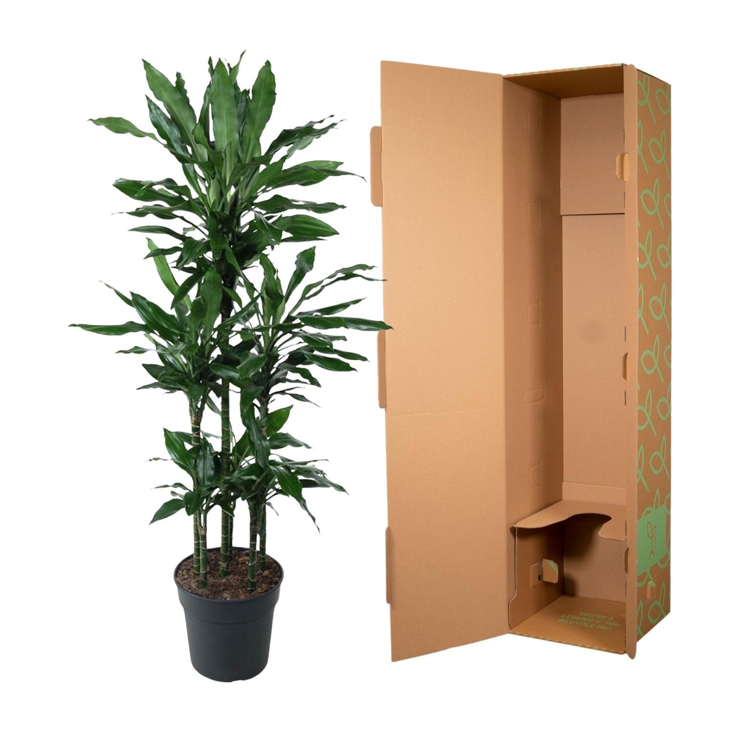 Dracaena Janet Lind Karussell – 140 cm – ø31