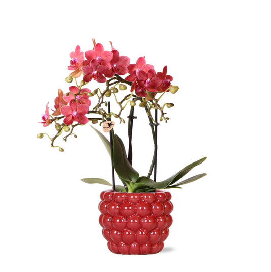 Kolibri-Orchideen | rote Phalaenopsis Orchidee – Congo + Berry Dekotopf – Topfgröße Ø9cm | blühende Zimmerpflanze im Blumentopf – frisch vom Züchter