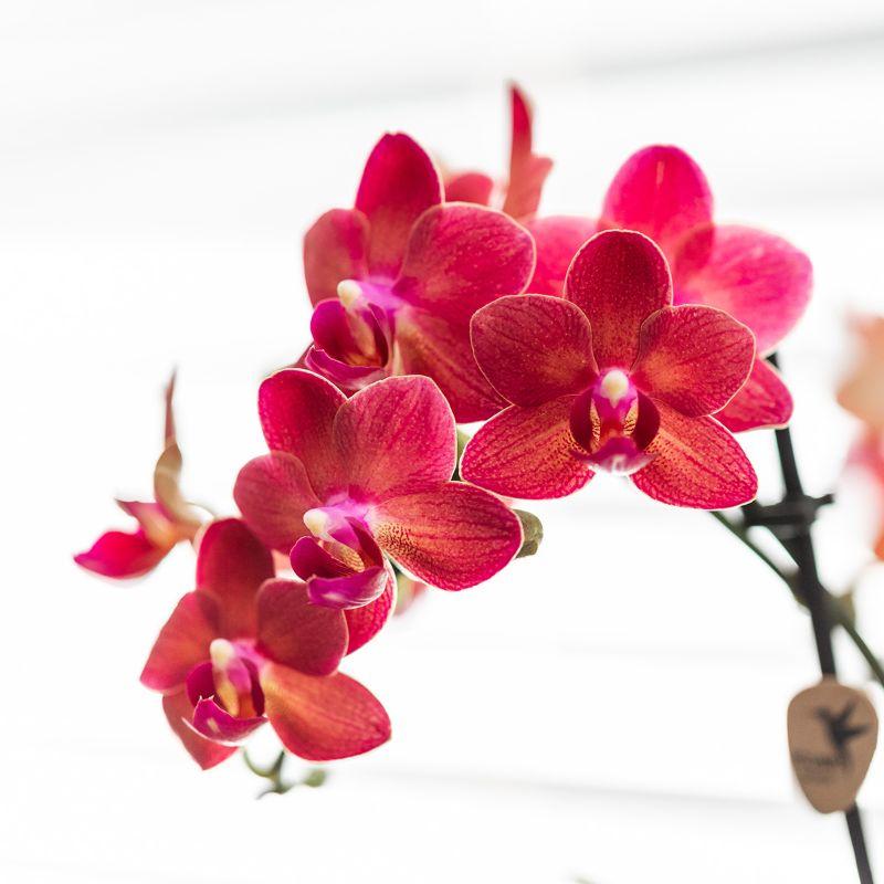 Kolibri-Orchideen | rote Phalaenopsis-Orchidee - Kongo + Diabolo Travertin - Topfgröße Ø9cm | blühende Zimmerpflanze – frisch vom Züchter