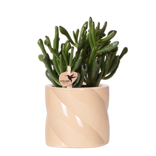 Kolibri-Grün | Sukkulente Crassula Hobbit + Candy Pot Peach – Topfgröße Ø9cm | blühende Zimmerpflanze - frisch vom Züchter