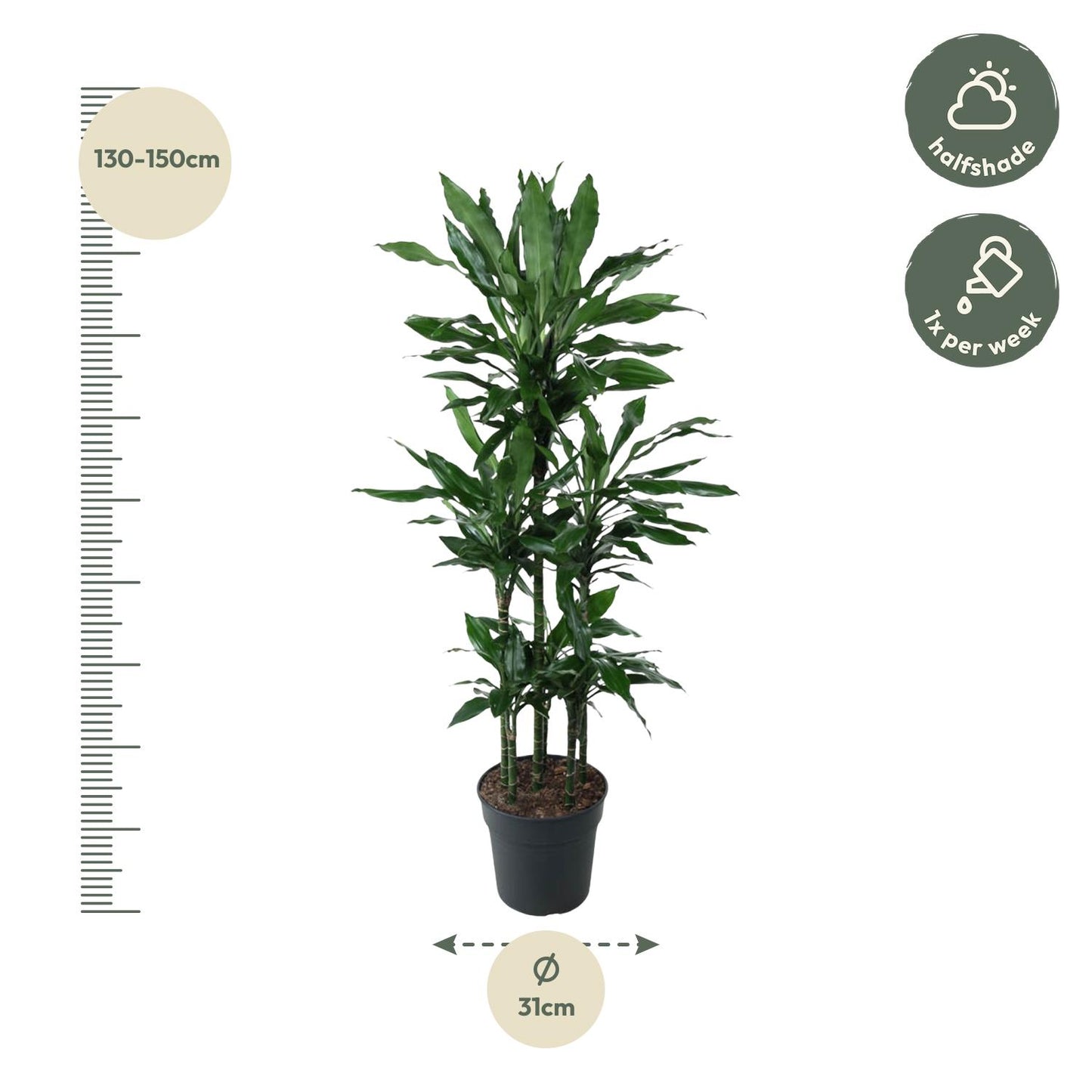 Dracaena Janet Lind Karussell – 140 cm – ø31
