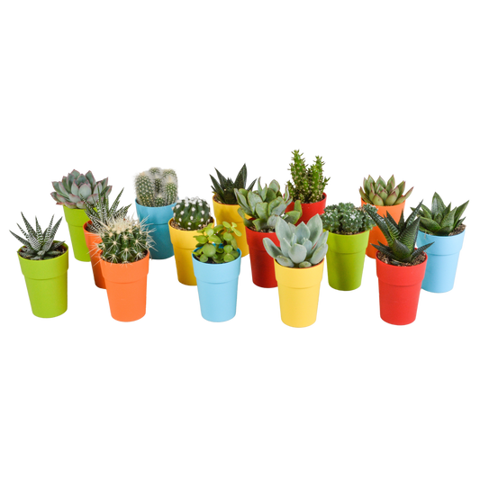 Cactus en vetplanten mix 5.5 cm | 15 stuks - in gekleurde plasticpot