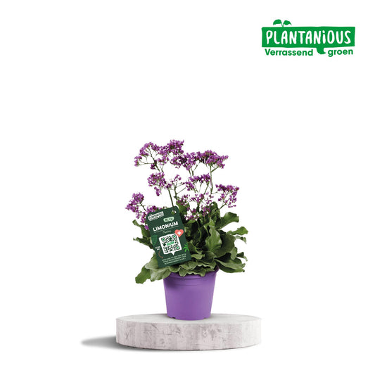 Limonium-Salzsee - Ø19cm - ↕60cm