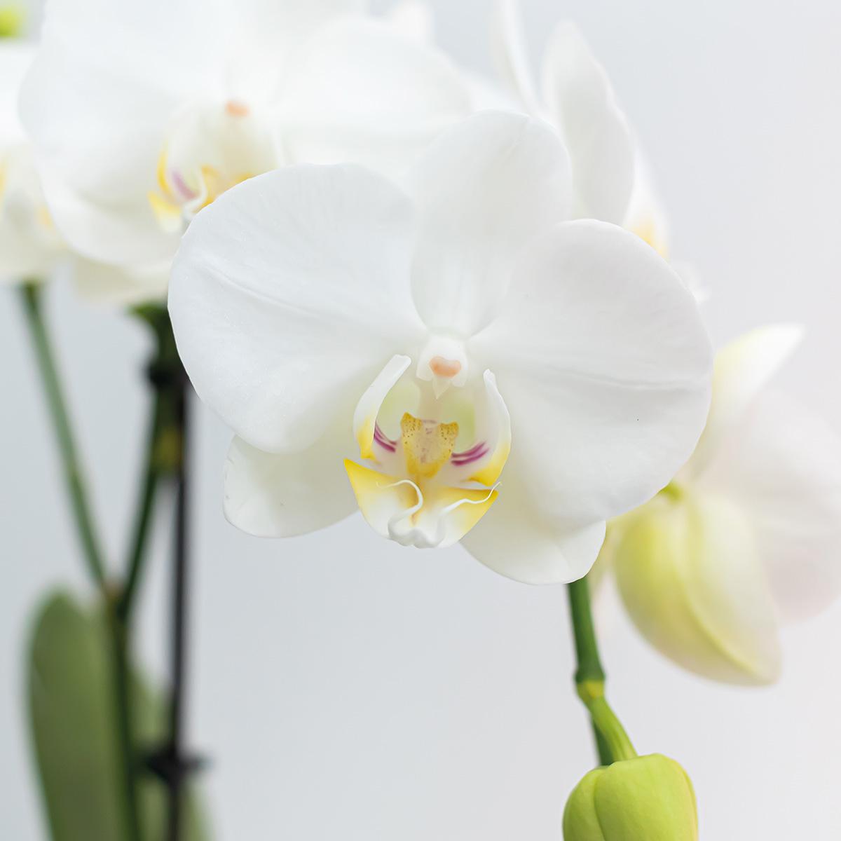 Kolibri-Orchideen | KOMBI-ANGEBOT mit 2 weißen Phalaenopsis-Orchideen - Amabilis - Topfgröße Ø9cm | blühende Zimmerpflanze – frisch vom Züchter