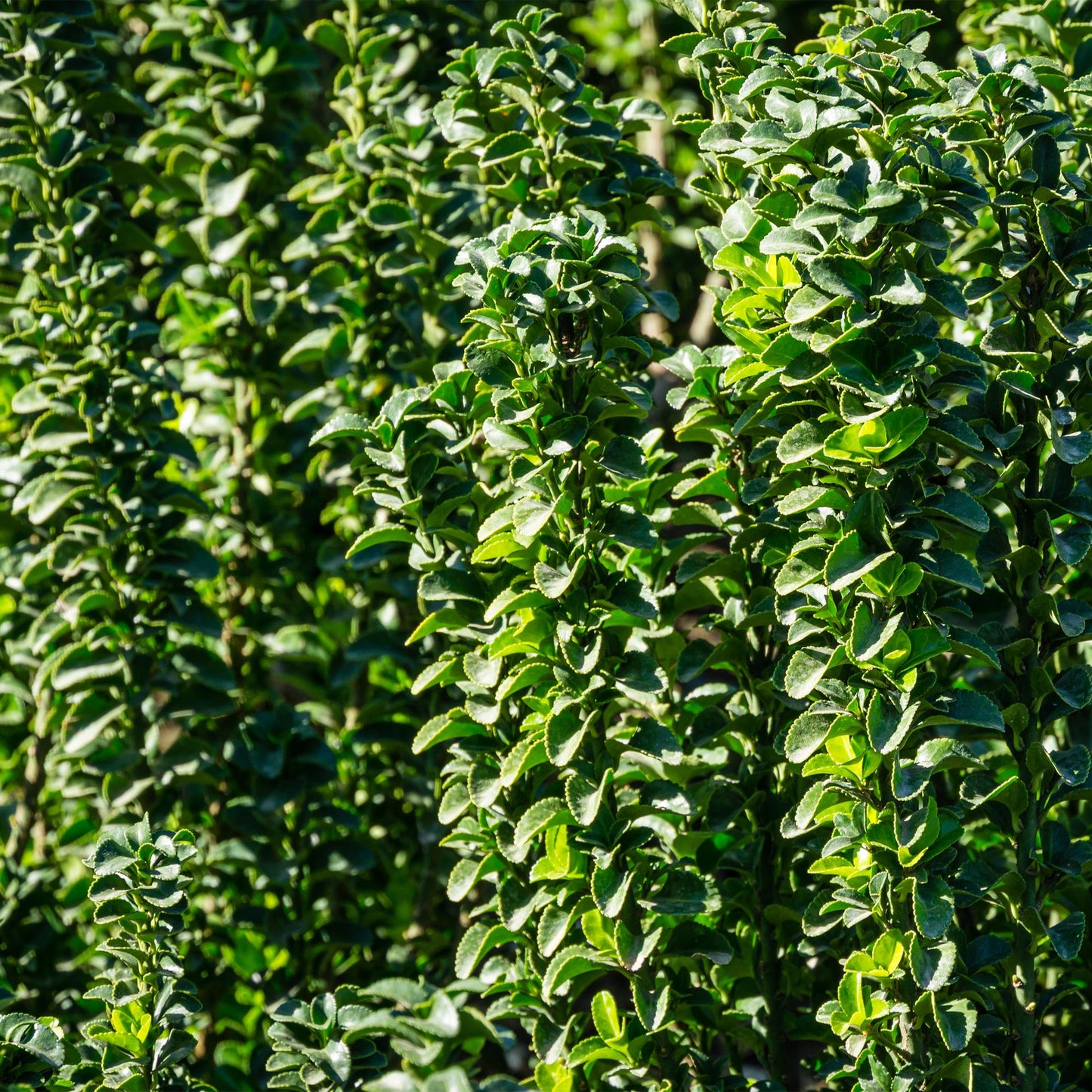 Green boutiQ - Heckenpflanzen - Euonymus japonica Green Spire - blattgrün - 6 Pflanzen - 1 Laufmeter - immergrün - Topf 17cm Höhe 40cm