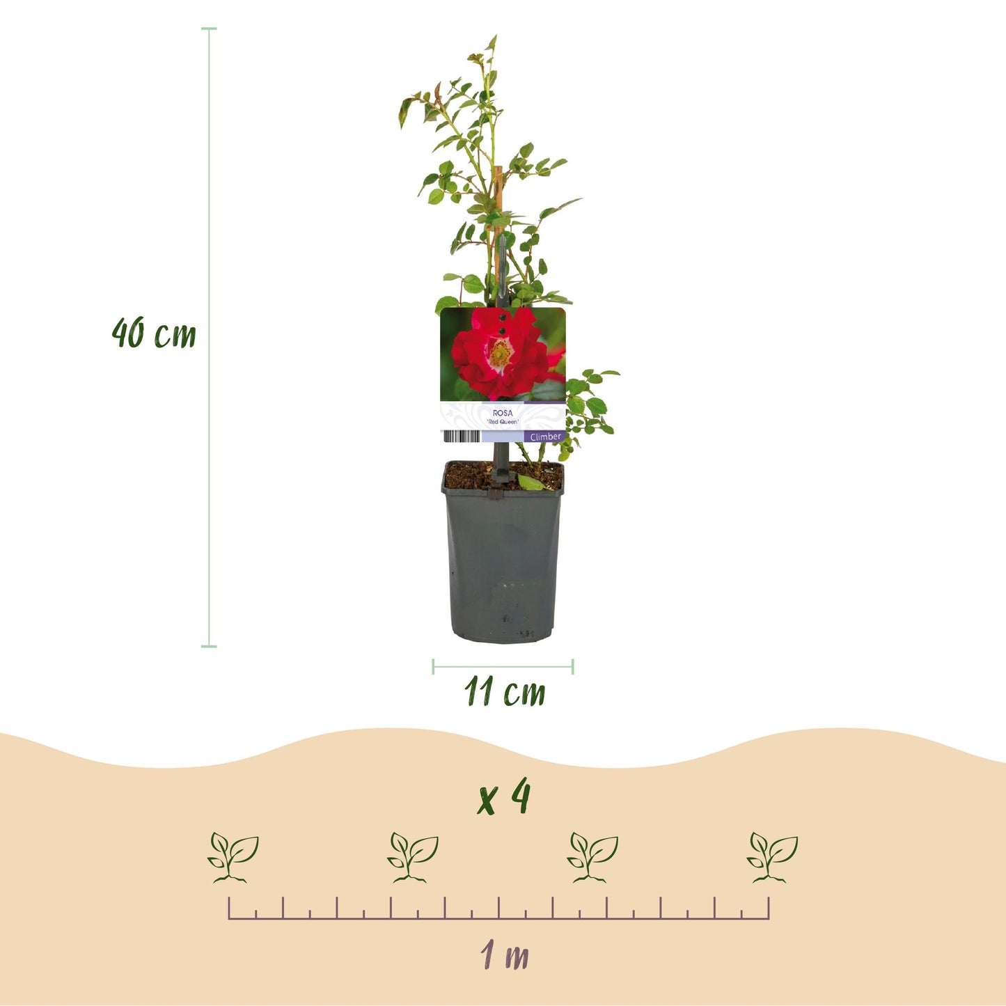 Green boutiQ – Kletterrose – Rosa Red Queen – Blüte rot – pflegeleicht – 2 Pflanzen – Topf 11 cm, Höhe 40 cm