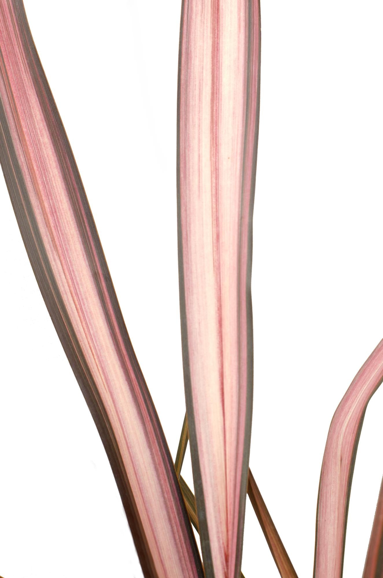 Phormium 'Rosa Flamingo' - Ø14cm - ↕50cm
