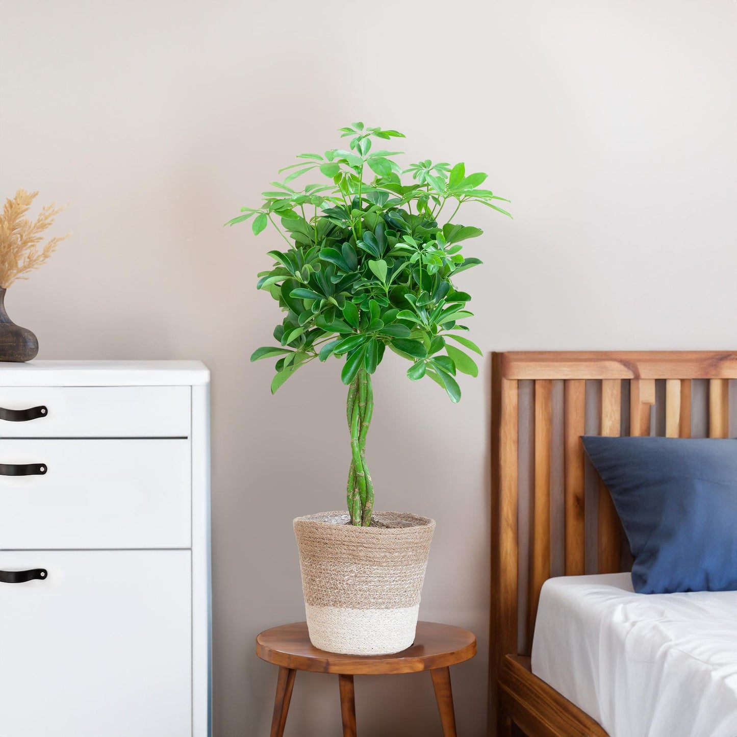 Schefflera Arab Nora mit Korb Lissabon weiß - 70cm - Ø21