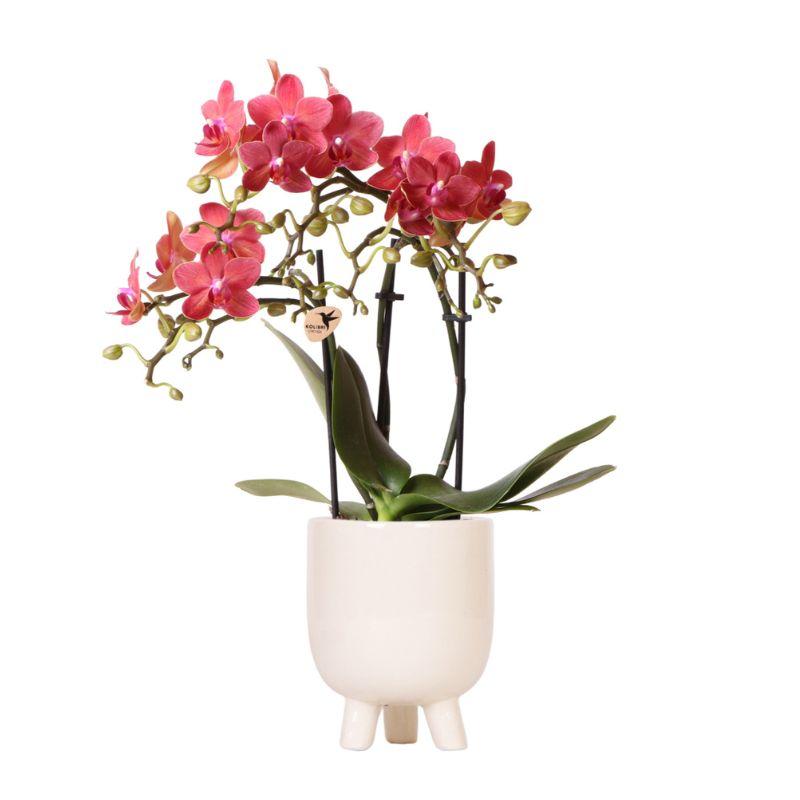 Kolibri-Orchideen | Rote Phalaenopsis-Orchidee – Kongo + Gummitopf Travertin – Topfgröße Ø9cm | blühende Zimmerpflanze im Blumentopf – frisch vom Züchter