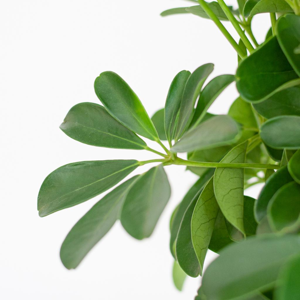 Schefflera Arab Nora mit Korb Lissabon weiß - 70cm - Ø21