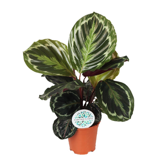 Calathea-Medaillon – Ø14 cm – ↕45 cm