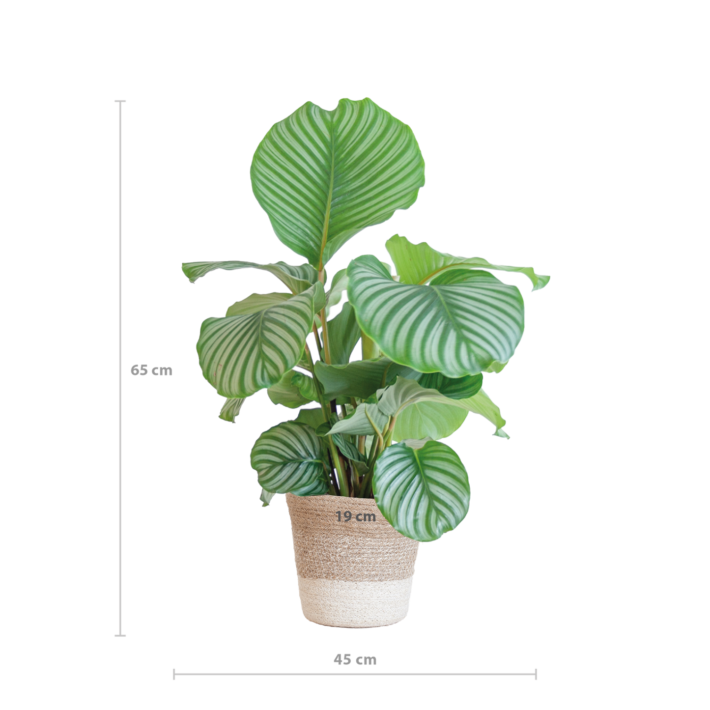 Calathea Orbifolia mit Lissabon-Korb weiß – 65 cm – Ø19