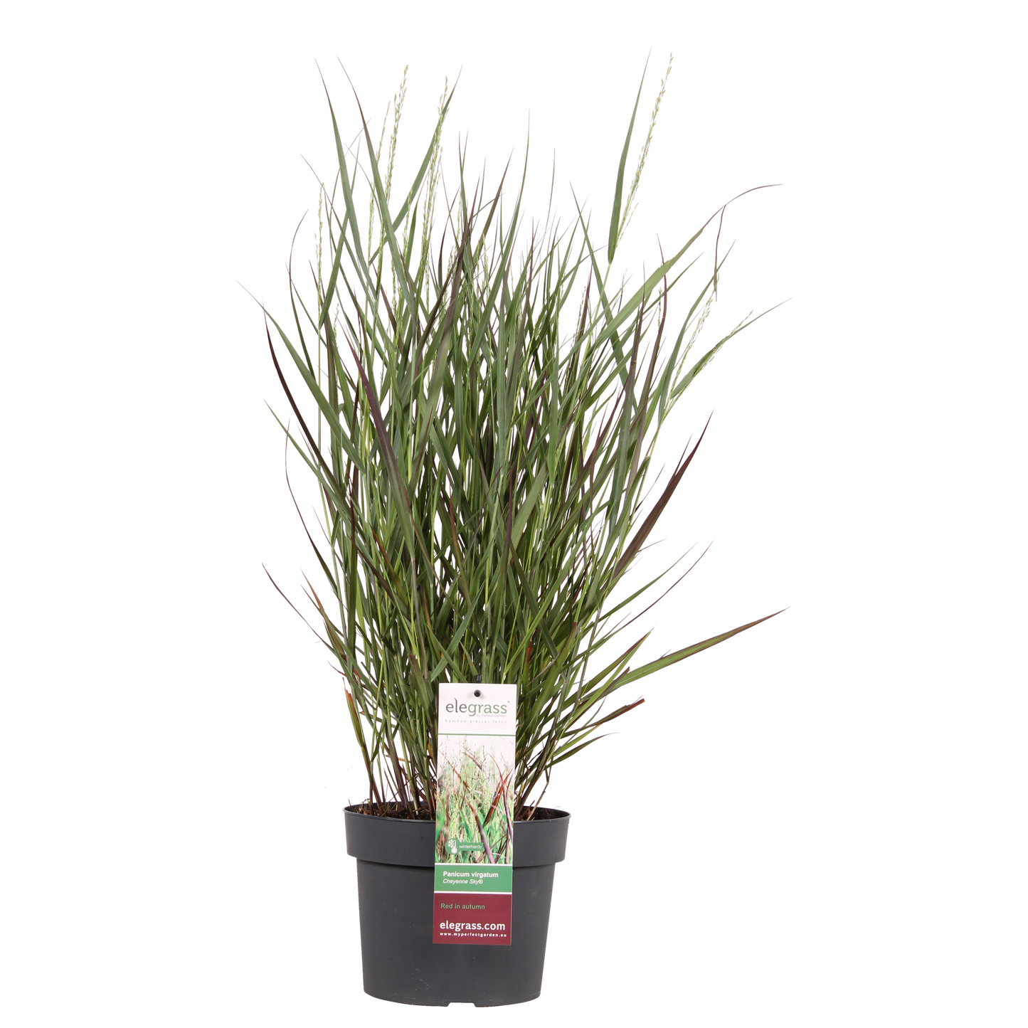 Panicum virgatum Cheyenne Sky - Ø23cm - ↕60cm - Ø19 - ↨50cm