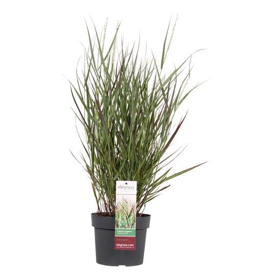 Panicum virgatum Cheyenne Sky - Ø23cm - ↕60cm - Ø19 - ↨50cm