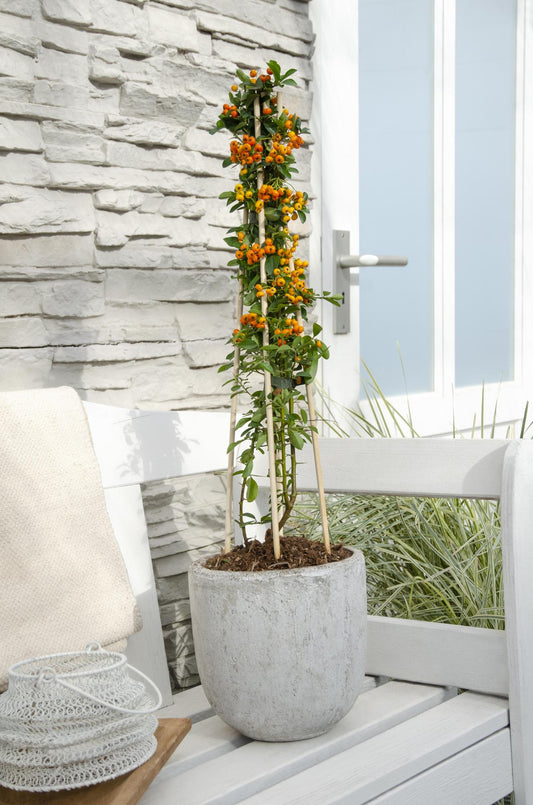3x - Pyracantha 'Orange Glow' - ↨65cm - Ø15