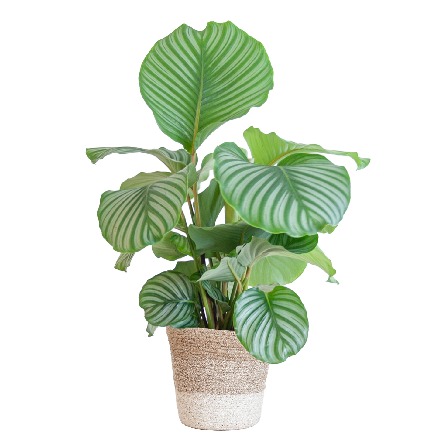 Calathea Orbifolia mit Lissabon-Korb weiß – 65 cm – Ø19