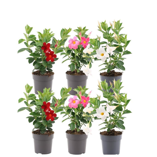 Dipladenia Mix - 2 x Mandevilla rosa - 2 x Mandevilla weiß - 2 x Mandevilla rot Ø12 cm -↕•25 cm