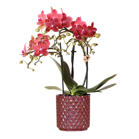 Kolibri-Orchideen | rote Phalaenopsis-Orchidee Kongo + Perlentopf rot - Topfgröße Ø9cm | blühende Zimmerpflanze – frisch vom Züchter